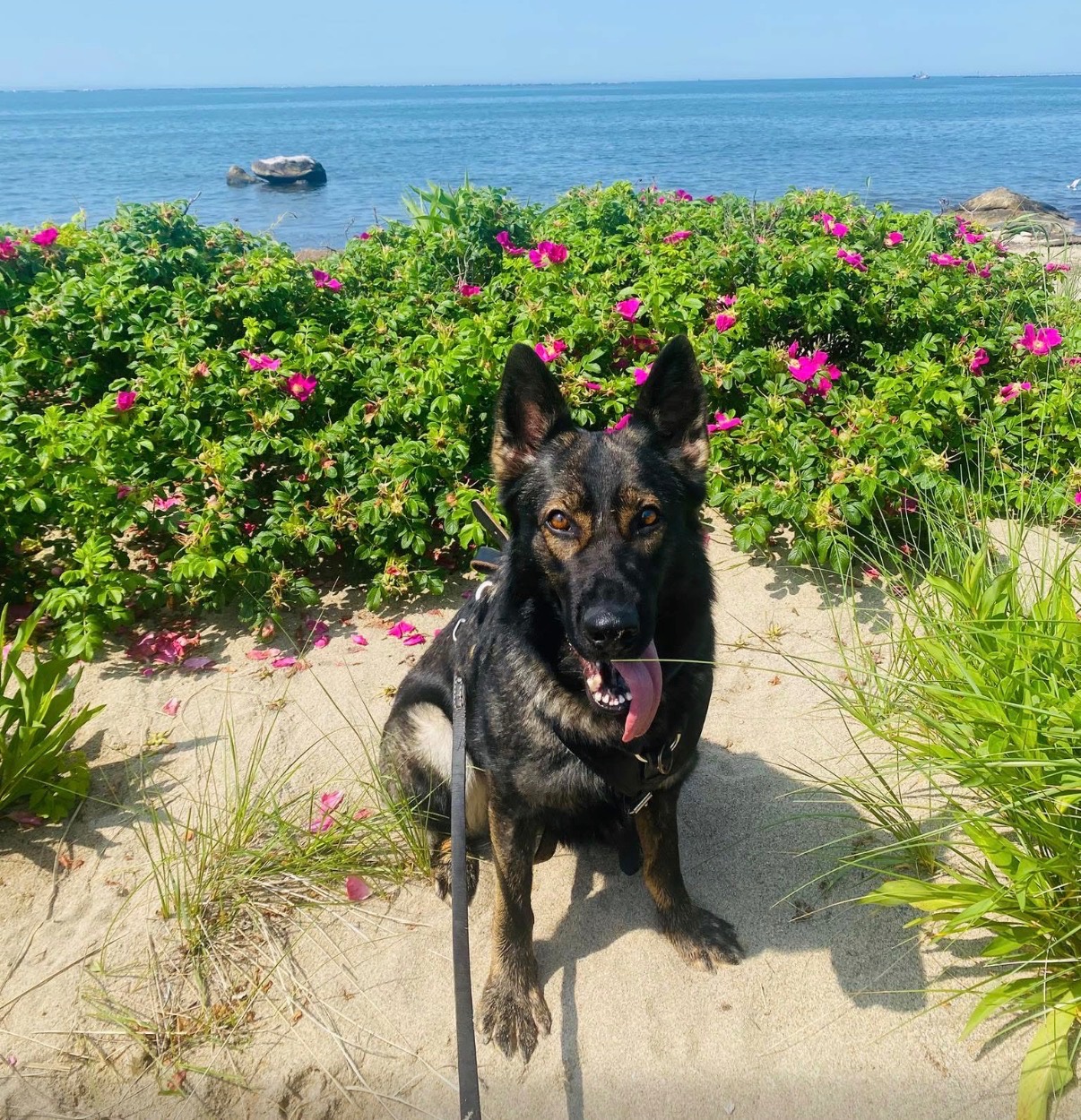 K9 Taro the German Shepherd search dog