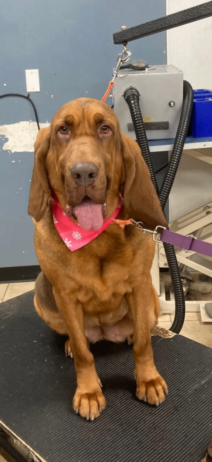 K9 Mildred the Bloodhound search dog